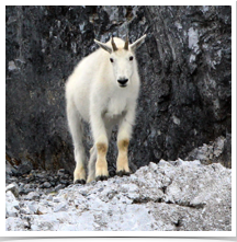 Mountain Goat - Watching Mountain Goat - Watching